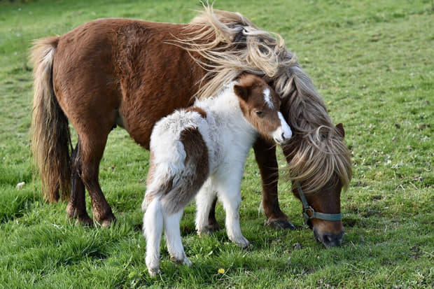 □■競走馬について■□